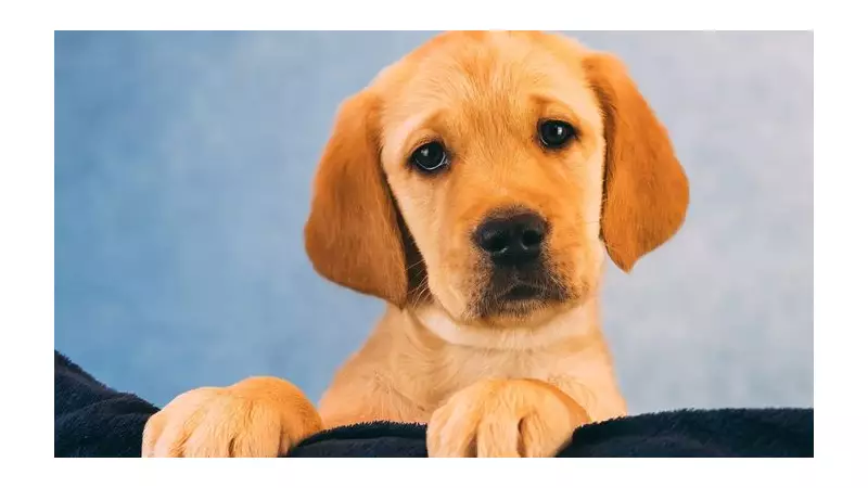 Flora Arrives: First Guide Dog Puppy of 2026 Begins Teesside Training