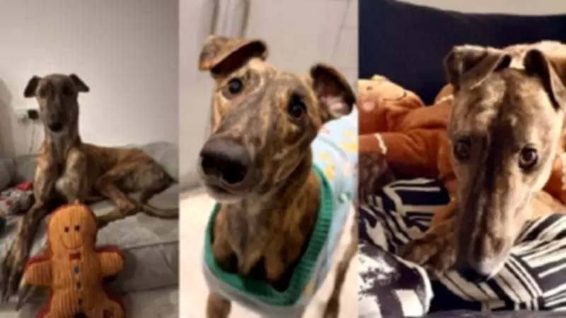 From Nervous Neville to Home Hero: Greyhound's Journey from Track to Sofa