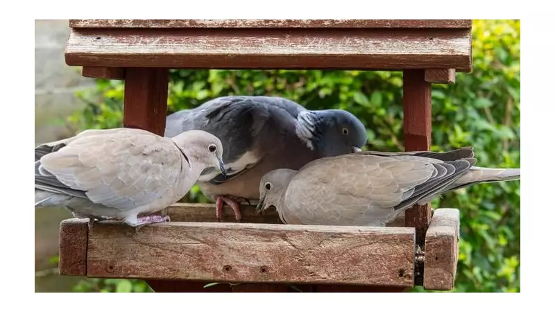 Garden Birdwatch: Wood Pigeons and Magpies Dominate the Morning Feed