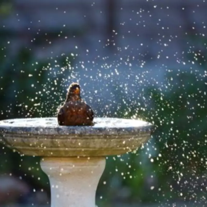 Gardeners Urged to Place Rock in Birdbath to Prevent Winter Freezing