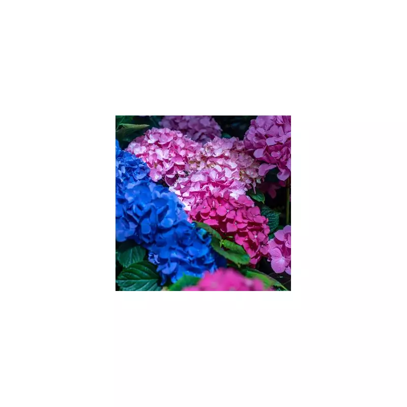 Gardeners Warned: Avoid This Common Hydrangea Pruning Mistake in January