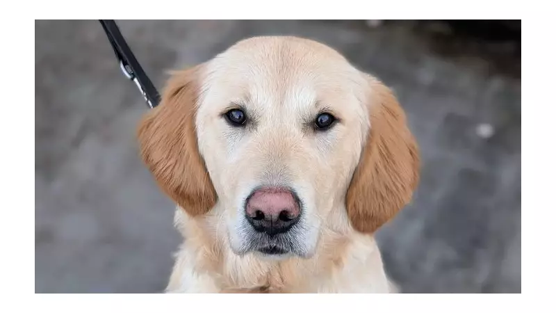 Guide Dogs Charity Seeks Puppy Raisers Across South Yorkshire