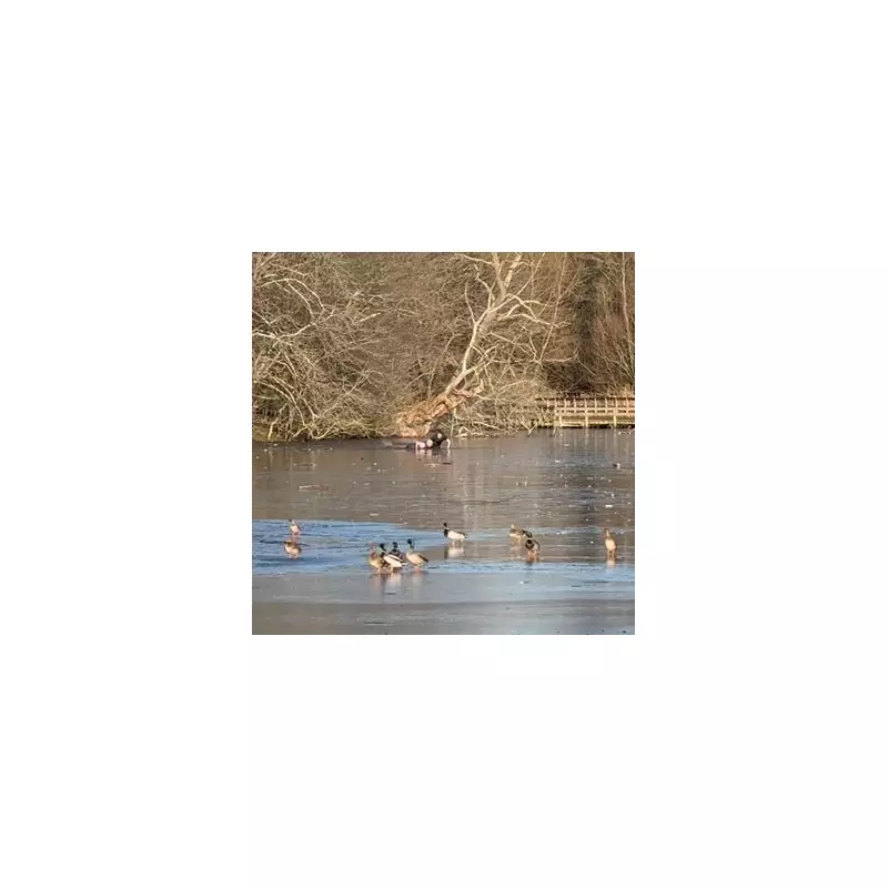 Heroic Rescue in Frozen Essex Lake: Two Men Stuck Saving Dog