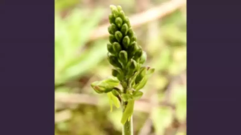 Hightown Dune Management Boosts Rare Species and Biodiversity