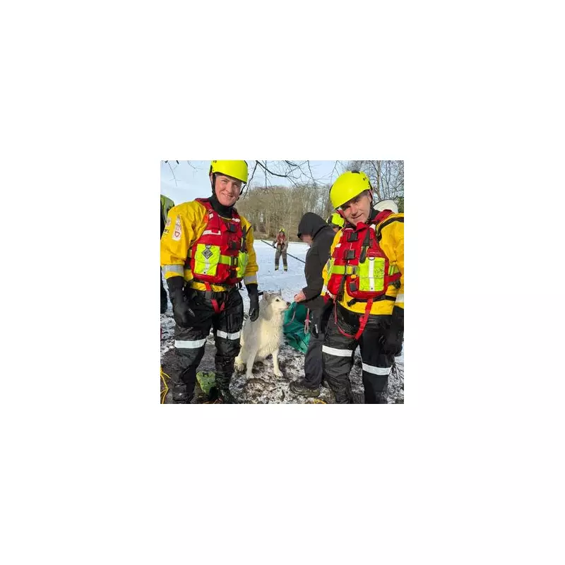 Husky rescued from frozen Birmingham lake as fire service issues urgent warning