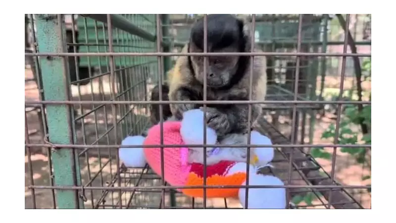 Knitting Nannas, 70-90s, Craft Toys for South African Monkeys