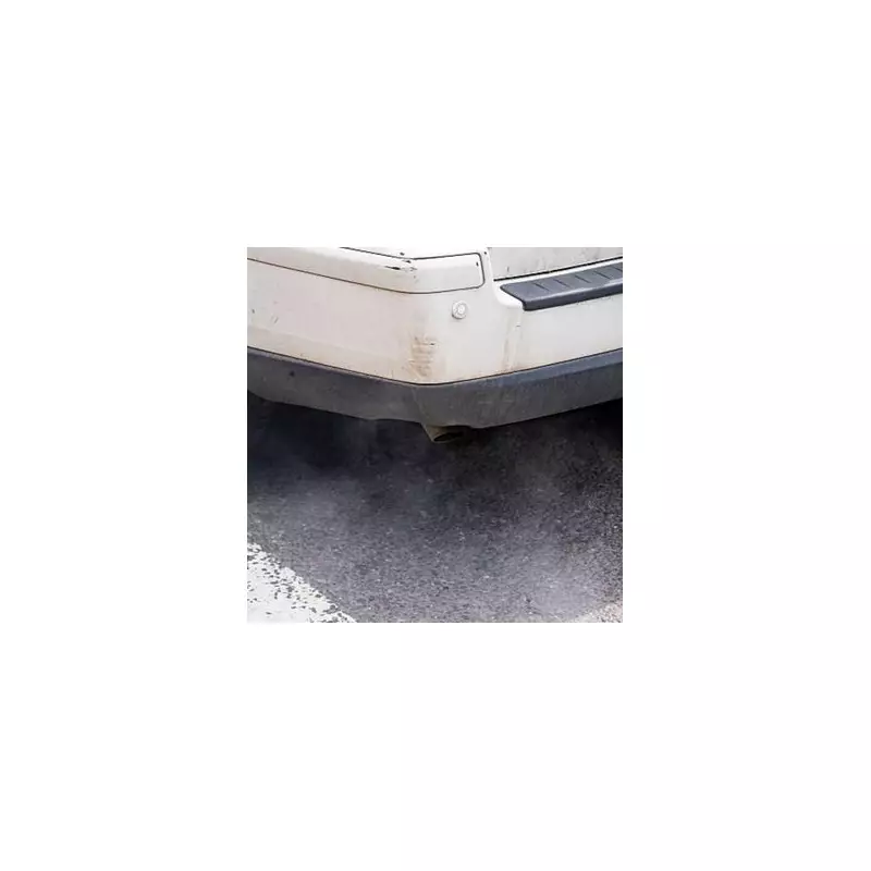 Labour Rejects Cat Collision Law Despite 10,000-Signature Petition