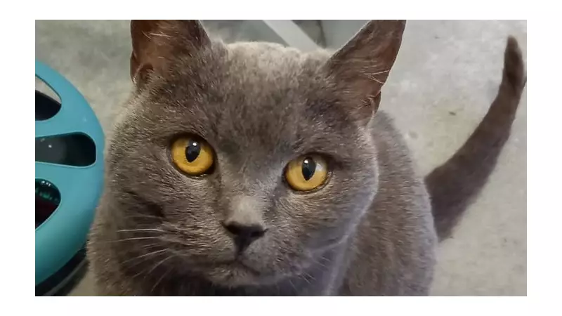 Lancashire Sanctuary's First Rescue of 2026: Pregnant Cat Lily Saved