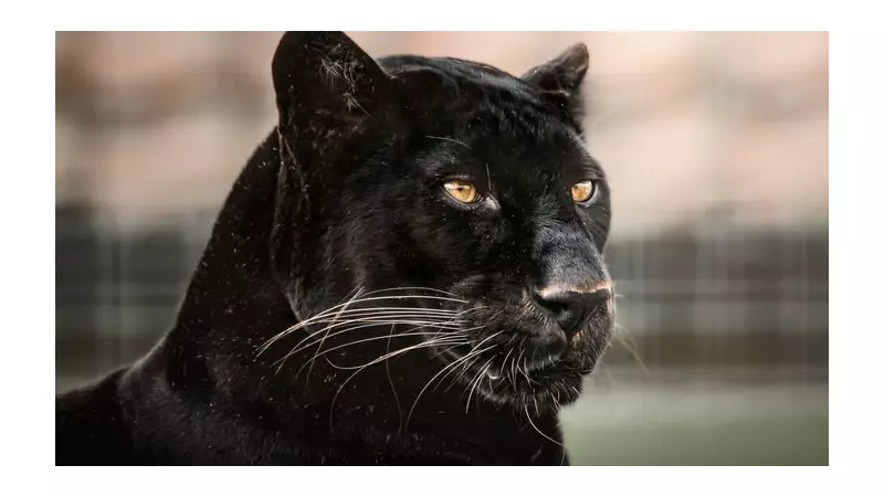 Lincolnshire Wildlife Park Offers Free Child Entry in February to Aid Families