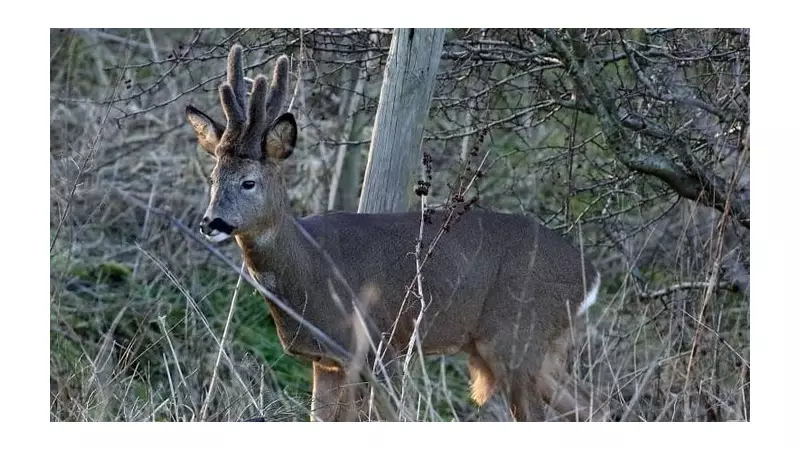 New Year Wildlife Wonders: Spotting Roe Deer in Manchester's Winter Dawn