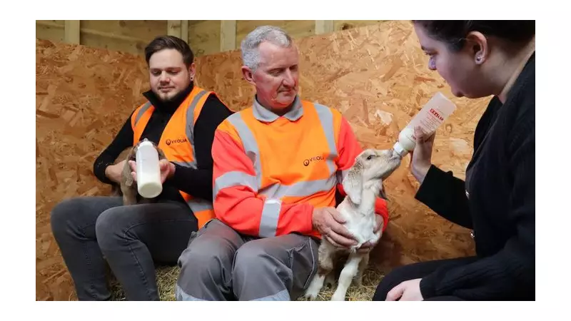 Newborn Goats Rescued from Ashford Bin: Veolia and Biffa's Fight for Life