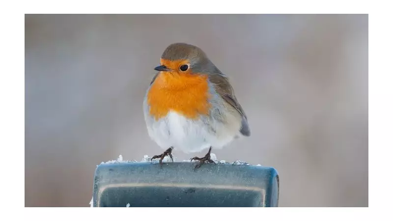 Northumberland Wildlife Trust Urges Public to Support Wildlife in 2026