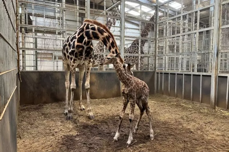 Rare Northern Giraffe Birth Captured on Camera at West Midlands Safari Park