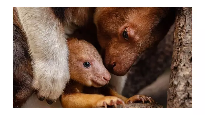 Rare Tree Kangaroo Joey Emerges at Chester Zoo in Conservation Milestone