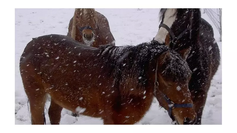 Remus Horse Sanctuary's Emergency Plea: £2,500 Needed to Save 100+ Animals in Snow