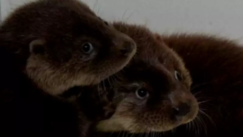 Rescued Otter Cubs Form Inseparable Bond at North Devon Rehabilitation Centre