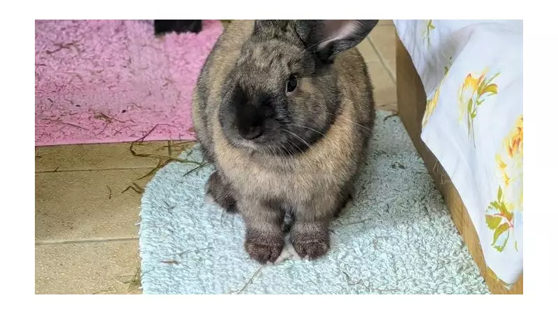 RSPCA Cymru's Overlooked Pets Seek Love This Welsh Valentine's Day