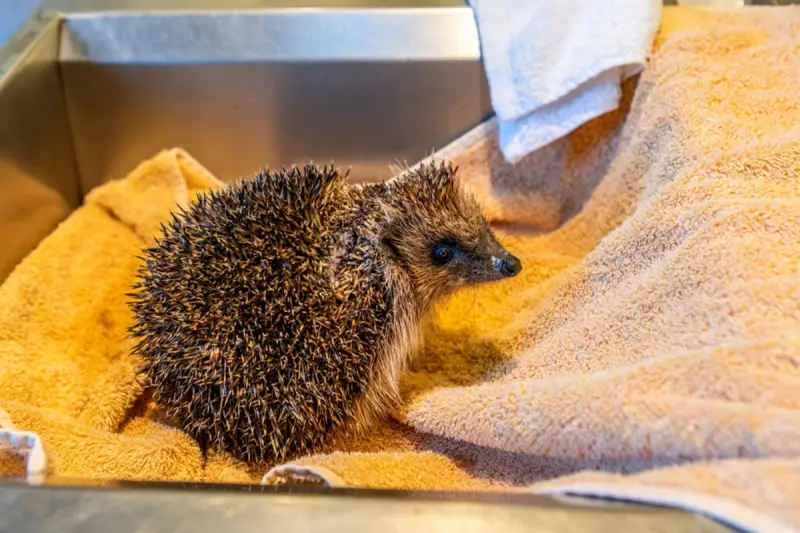 RSPCA's 2025 Weirdest Rescues: From Puffins to Sewer Kittens
