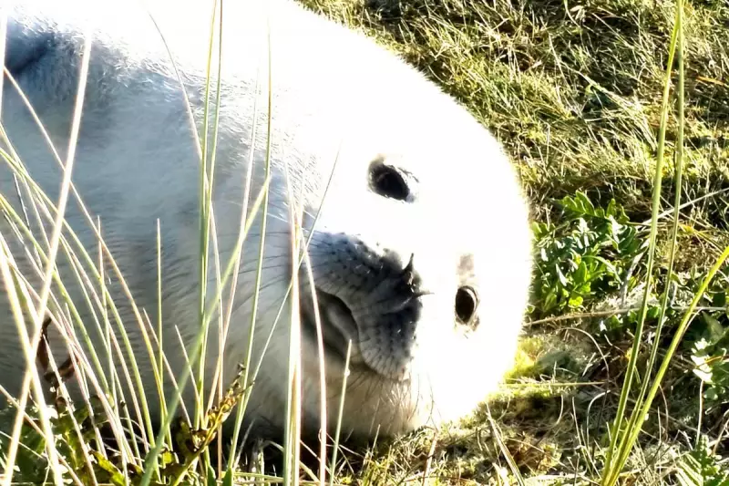 Seal Pup Spectacle & Coastal Escape: A Winterton-on-Sea Family Holiday