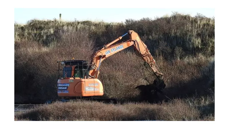 Sefton's Dune Restoration: Diggers Clear Invasive Scrub to Save Rare Species