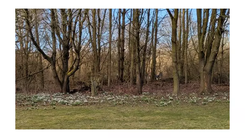 Snowdrop Event Returns to Whisby Nature Park for Remembrance in Feb 2026