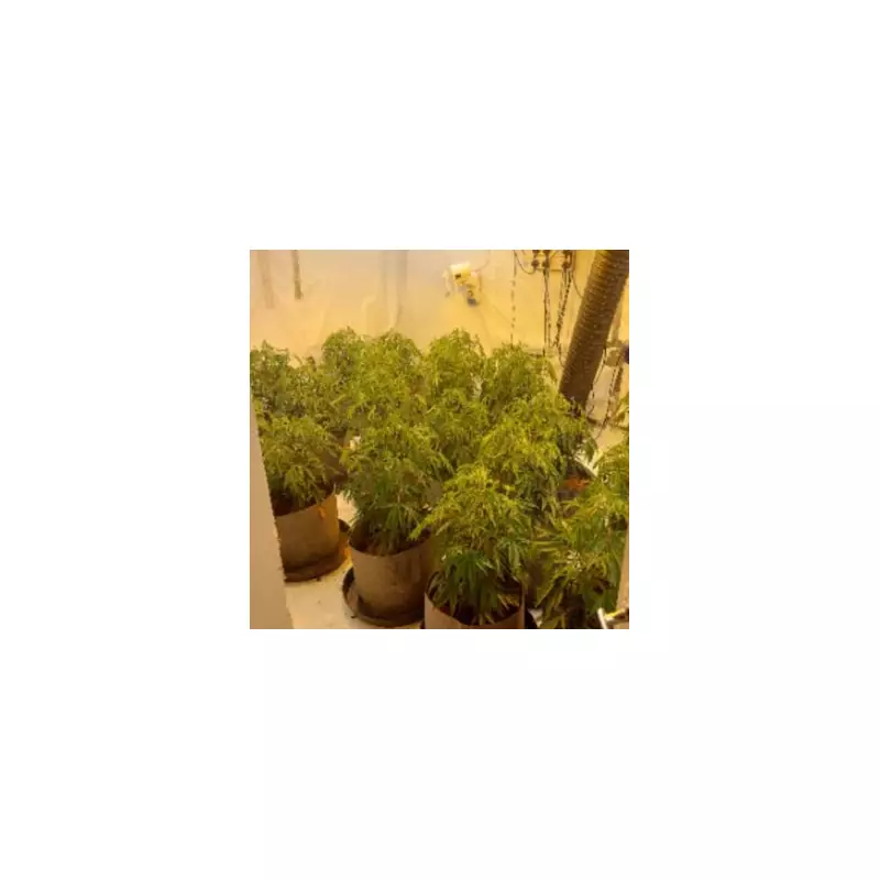 Spotting Cannabis Farms in Residential Areas: Key Warning Signs