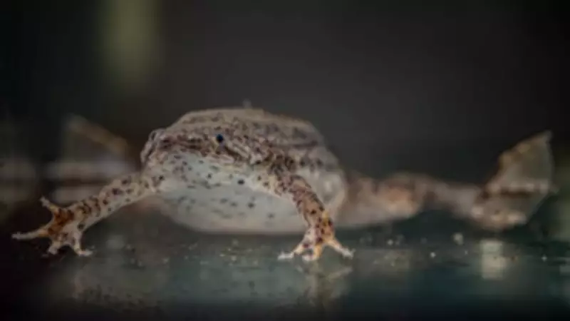 Surinam Toads Breed at Chester Zoo for First Time with Alien-Inspired Names