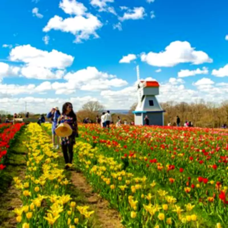 Tulleys Tulip Garden Returns to Warwickshire for Spring 2026