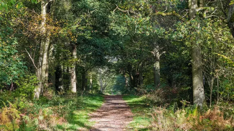 Uffmoor Wood: An 85-Hectare Ancient Forest with Anglo-Saxon Roots Near Birmingham