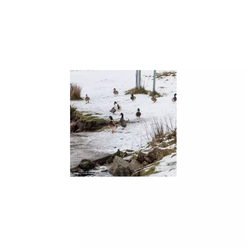 UK Braces for 9-Day Snow Blast as Met Office Issues Cold Snap Warning