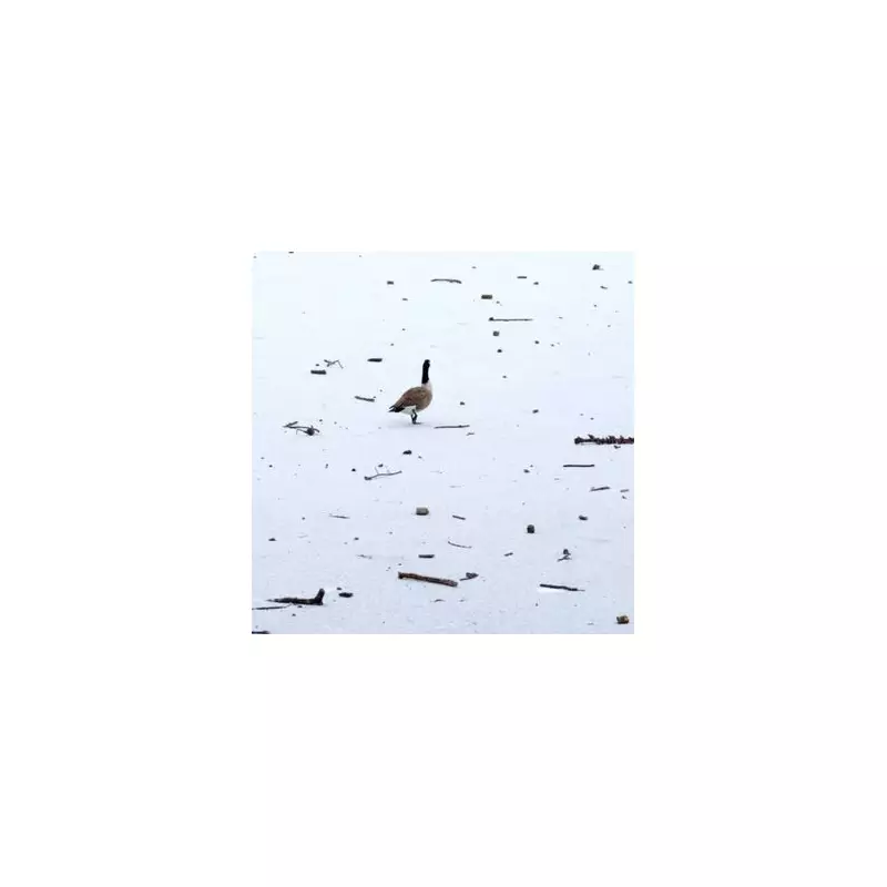 UK Braces for Heavy Snowfall: Up to 69cm Forecast This Week