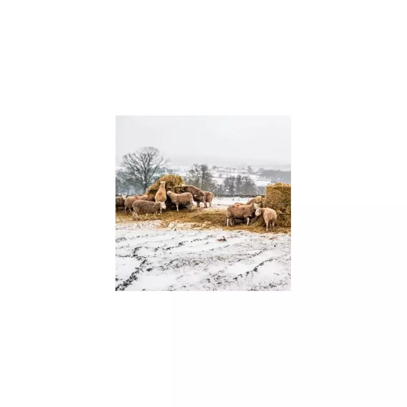 UK Braces for 'Snow Bomb' Blizzard from Thursday, 12 Counties on Alert