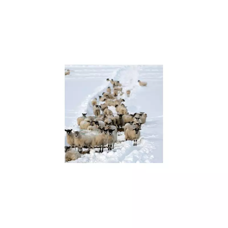 UK Braces for Two Major Snow Bombs in January: Exact Dates and Impact Maps Revealed