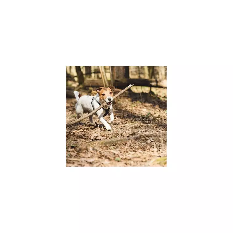 Vet Student's Tragic Fetch Game Warning After Corgi Dies Using Stick