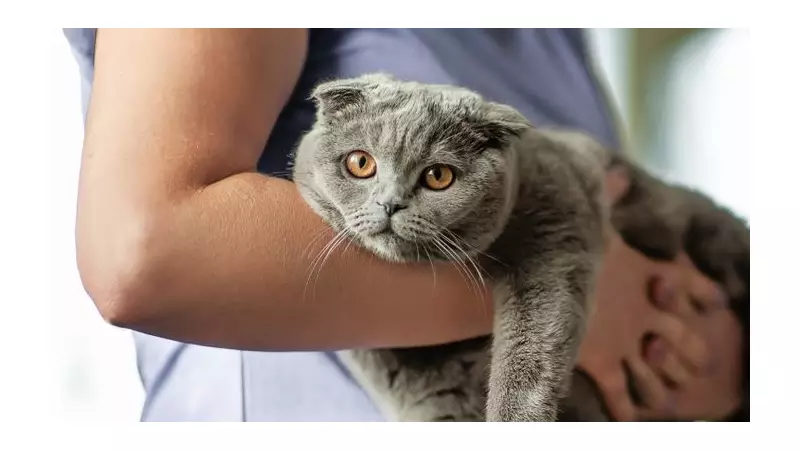 Veterinary Industry Overhaul: New Rules for Transparent Pricing and Licensing