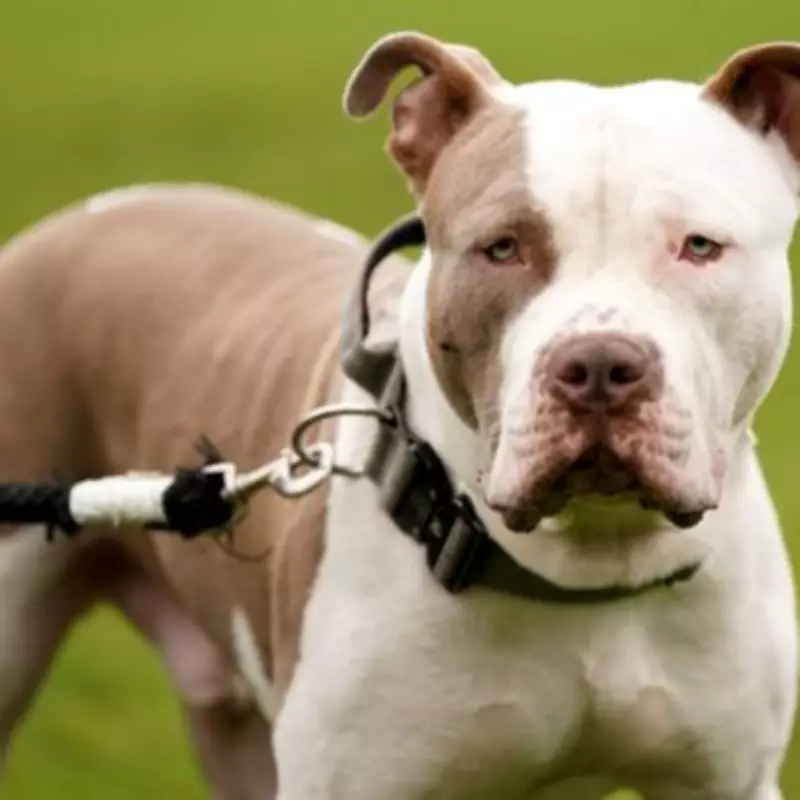West Midlands Police Seize 40 Dogs Monthly Since XL Bully Ban