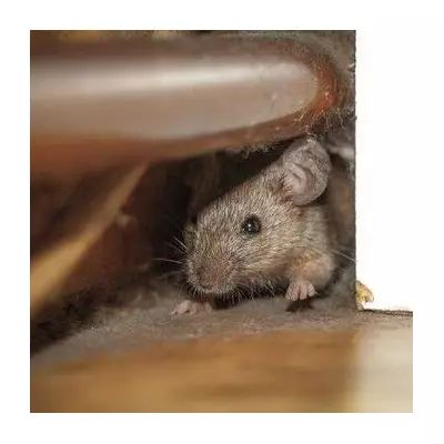 60-Second Daily Check Can Stop Rats and Mice Invading Your Home