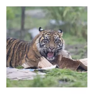 Critically Endangered Tiger Cubs Mark First Birthday at West Midlands Safari Park