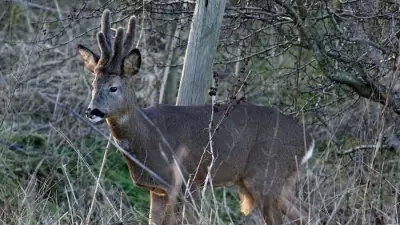 New Year Wildlife Wonders: Spotting Roe Deer in Manchester's Winter Dawn
