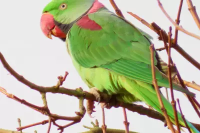 Ring-Necked Parakeet Boom: Over 500 Birds Now Roost in West Midlands