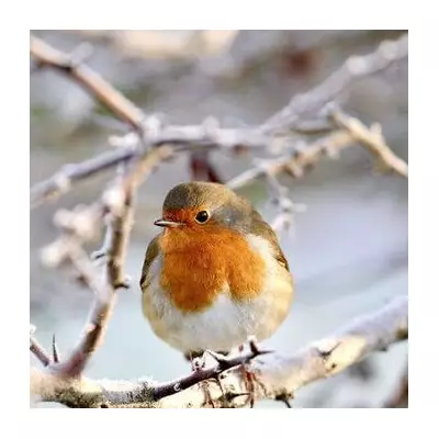 RSPCA: Feed Garden Birds Cooked Pasta for Winter Energy Boost