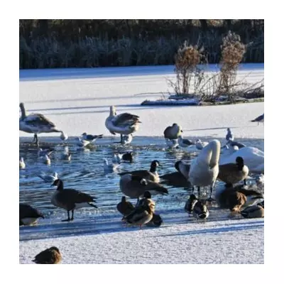 UK Braces for 600-Mile Snow Bomb: Only Three Counties to Escape