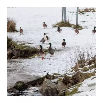 UK Braces for 9-Day Snow Blast as Met Office Issues Cold Snap Warning