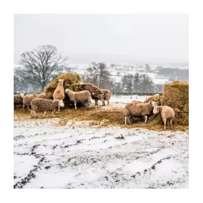 UK Braces for 'Snow Bomb' Blizzard from Thursday, 12 Counties on Alert