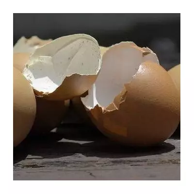 UK Gardeners Urged to Use Eggshells for Slugs & Fertiliser in January