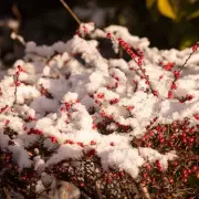 10 Stunning Snowy Scenes in Birmingham as Icy Blast Grips West Midlands