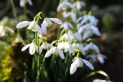8 Best Snowdrop Walks in Birmingham & West Midlands for 2026