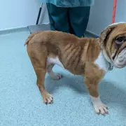 Appeal Launched After Underweight Bulldog Abandoned Outside Dudley Asda