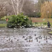 Avian Flu Confirmed in Birmingham Parks: Public Urged to Follow Key Rules