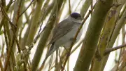 Blackcaps Now Winter Garden Staple as RSPB Birdwatch Survey Begins
